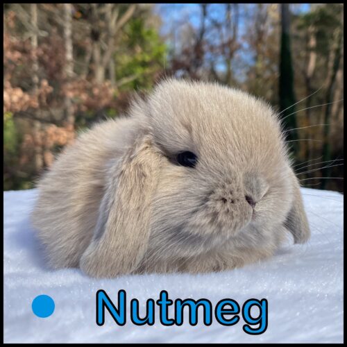 Holland Lop, Salty & Stoney's Blue Tort Buck-Nutmeg