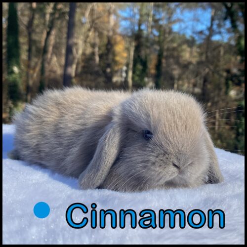 Holland Lop, Salty & Stoney's Blue Tort Buck-Cinnamon