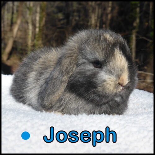 Holland Lop, Carly & Turtle's Chocolate Harlequin Buck-Joseph