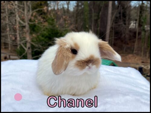 Holland Lop, Nala & Turtle's Broken Chocolate Tort Doe-Chanel