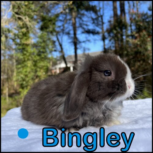 Holland Lop, Snowy & Turtle's Chocolate VM Buck-Bingley
