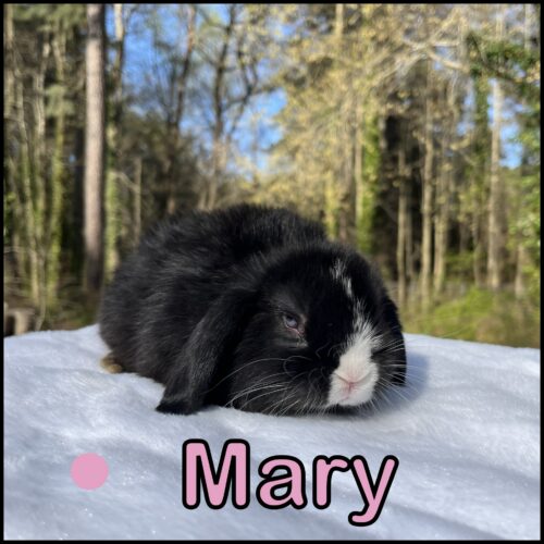 Holland Lop, Snowy & Turtle's VM Black Doe-Mary