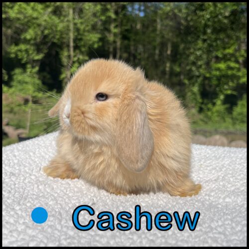 Holland Lop, Candy and Turtle's Vienna Marked Orange Buck-Cashew