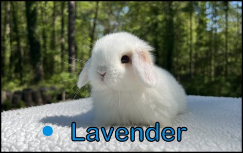 Holland Lop, Alice and Turtle's VC Broken Orange Charlie Buck-Lavender