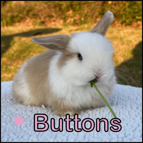 Holland Lop, Margarita and Kiano's VM Harlequin Doe-Buttons