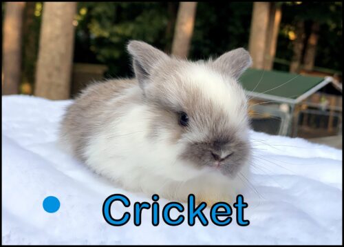 Holland Lop, Graceful and Turtle's Broken Black Tort Buck-Cricket