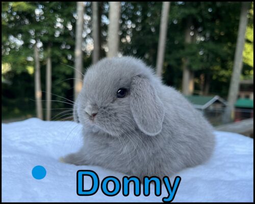 Holland Lop, Ebony & Ace's VC Lilac Buck-Donny