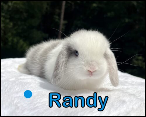 Holland Lop, Nugget and Kiano's Harlequin Buck-Randy