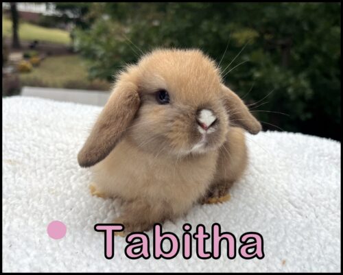 Holland Lop, Bonnie and Turtle's VC Marked Black Tort Doe-Tabitha