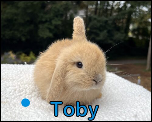 Holland Lop, Bonnie and Turtle's VC Orange Buck-Toby