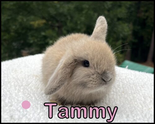 Holland Lop, Bonnie and Turtle's VC Blue Tort Doe-Tammy