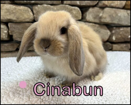 Holland Lop, Carly and Buttercup's VC Chocolate Tort Doe-Cinabun