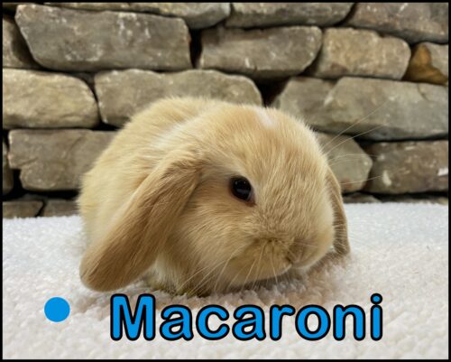 Holland Lop, Carly and Tristen's Marked Orange Buck-Macaroni