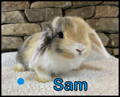 Holland Lop, Haley and Kiano's VC Harlequin Buck-Sam