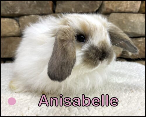 Holland Lop, Nala & General Lee's Broken Black Tort Doe-Anisabelle