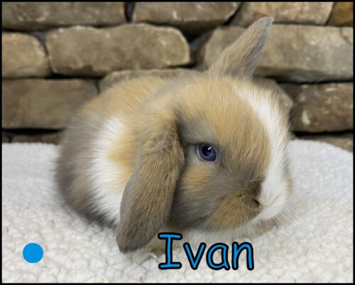 Holland Lop, Bonnie and Buttercup's VM Black Tort Buck-Ivan