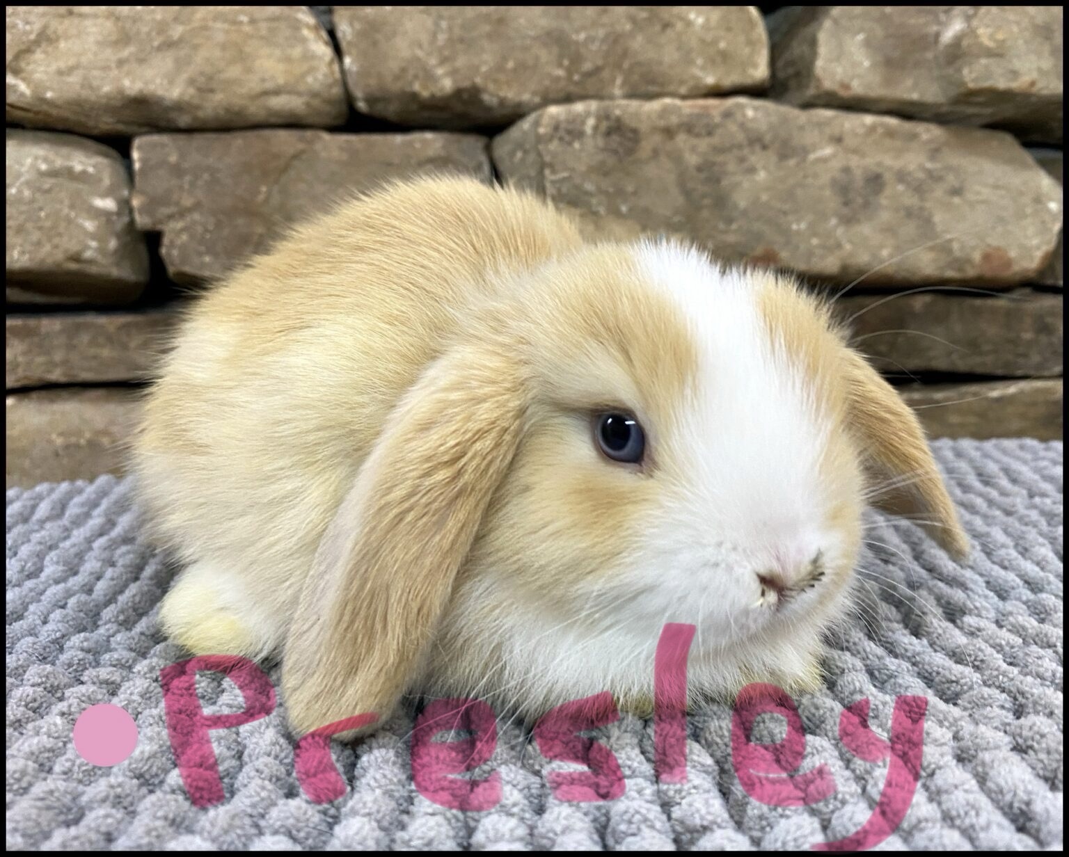 Holland Lop, Melody and Buttercup's VM Orange Doe-Presley