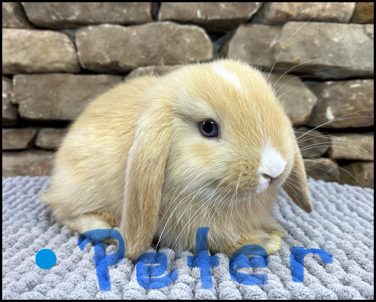 Holland Lop, Melody and Buttercup’s VM Orange Buck-Peter