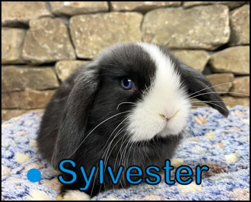 Holland Lop, Dove & Stoney's VM Black Buck-Sylvester