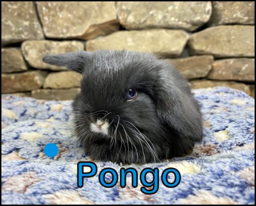 Holland Lop, Minky & Buttercup's VM Black Male-Pongo