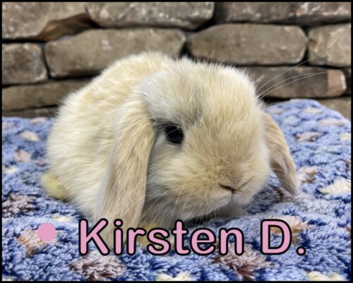 Holland Lop, Ava and Benji's VC Chocolate Tort Doe-Kirsten D.