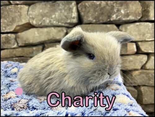 Holland Lop, Coco and Kiano's VC Harlequin Blue Tort Doe-Charity