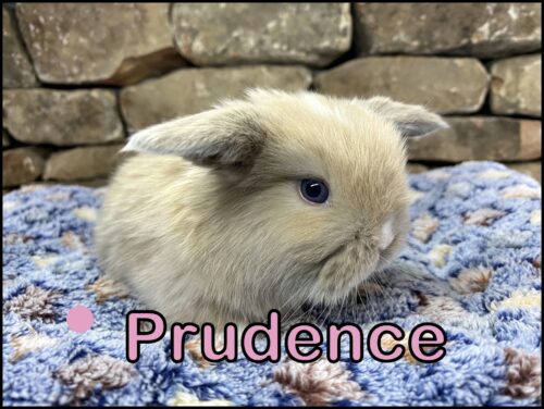 Holland Lop, Coco and Kiano's VM Harlequin Blue Tort Doe-Prudence