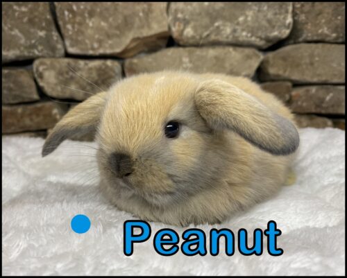 Holland Lop, Phyllis and Paolo's VC Chocolate Tort Buck-Peanut