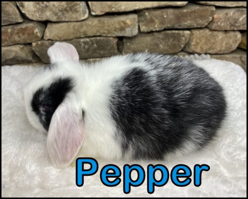 Holland Lop, Phyllis and Paolo's Vienna Marked, White Eared Black Buck-Pepper - Image 2