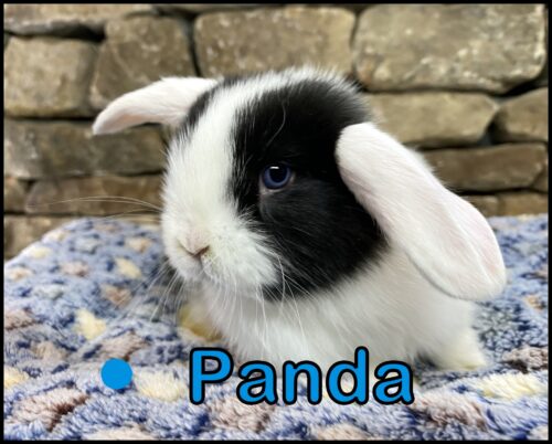 Holland Lop, Phyllis and Paolo's Vienna Marked, White Eared Black Buck-Panda