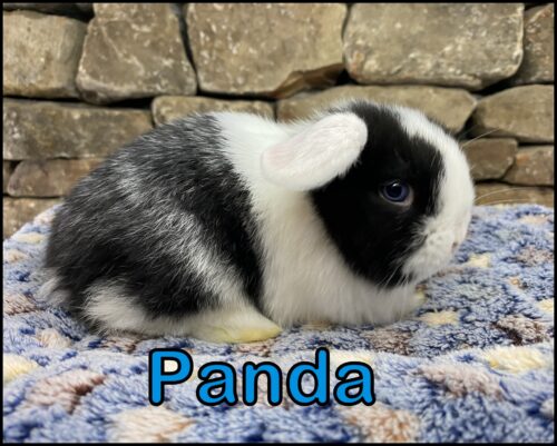 Holland Lop, Phyllis and Paolo's Vienna Marked, White Eared Black Buck-Panda - Image 2