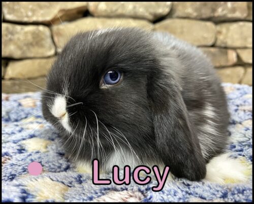 Holland Lop, Thumper and Buttercup's VM Black Doe-Lucy