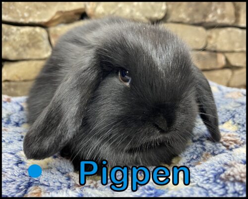 Holland Lop, Thumper and Buttercup's VC Black Buck-Pigpen