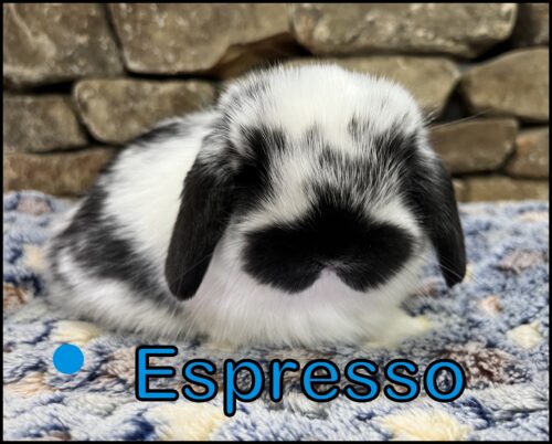 Holland Lop, Rotini and Dash's Broken Black VC Buck-Espresso