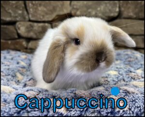 Holland Lop, Rotini and Dash's Broken Chocolate VC Tort Buck-Cappuccino