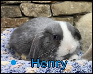 Holland Lop, Minky & Buttercup's VM Blue Buck-Henry