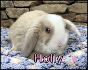 Holland Lop, Minky & Buttercup's VM Blue Tort Doe-Holly