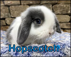 Holland Lop, Minky & Buttercup's VM Blue Buck-Hopscotch