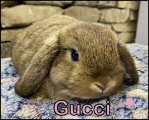 Holland Lop, Carrot Cake and Captain's Chestnut VC Orange Doe-Gucci