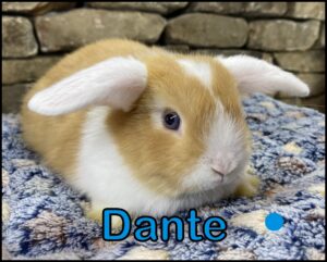 Holland Lop, Carrot Cake and Captain's Heterochromia VM Orange Buck-Dante