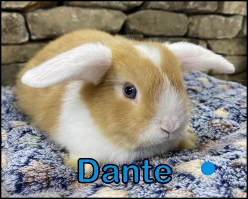 Holland Lop, Carrot Cake and Captain's Heterochromia VM Orange Buck-Dante