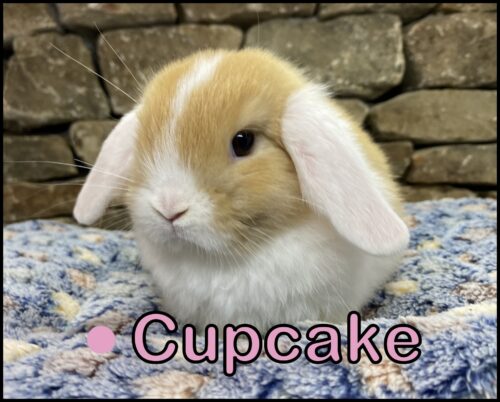 Holland Lop, Carrot Cake and Captain's VC Orange Doe-Cupcake
