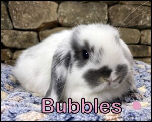 Holland Lop, Bella and Beaver's Broken Blue Otter Doe-Bubbles