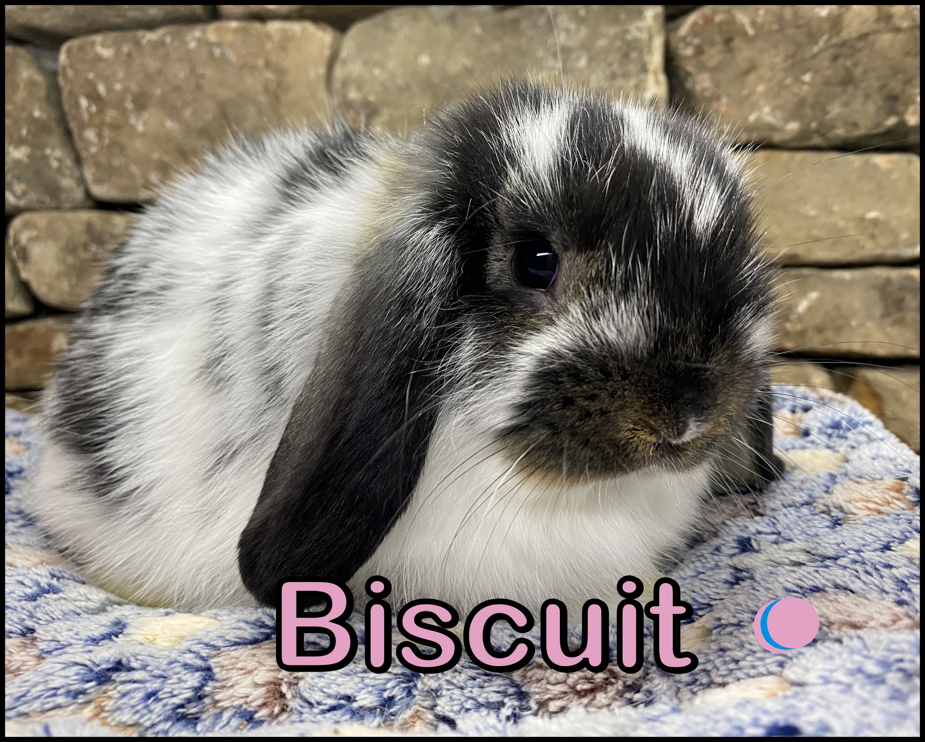 Holland Lop, Bella and Beaver’s Broken Black Otter Doe-Biscuit
