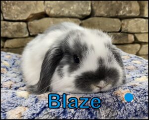 Holland Lop, Bella and Beaver's Broken Blue Buck-Blaze