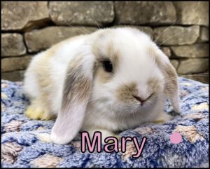 Holland Lop, Salty and Kiano's VC Broken Harlequin Doe-Mary