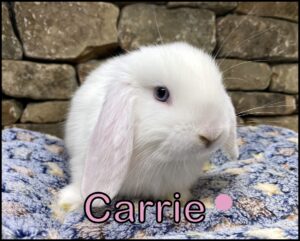 Holland Lop, Salty and Kiano's VM Doe-Carrie