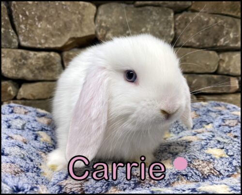 Holland Lop, Salty and Kiano's VM Doe-Carrie