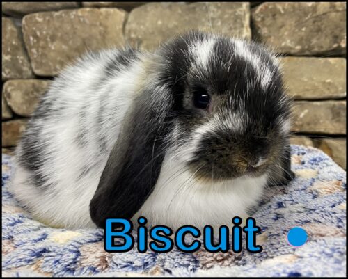 Holland Lop, Bella and Beaver's Broken Black Otter Buck-Biscuit