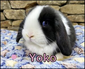 Holland Lop, Ava and Kiano's VM, WE Black Doe-Yoko